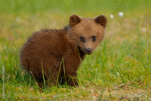 Eurasian brown bear (Ursus arctos arctos) cub, aged 2-3 months in meadow, Finland / Russia border. July. 