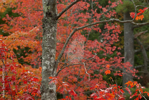Orbweaver spider's web on a tree branch with autumnal foliage behind, Acadia National Park, Maine, USA. October. 