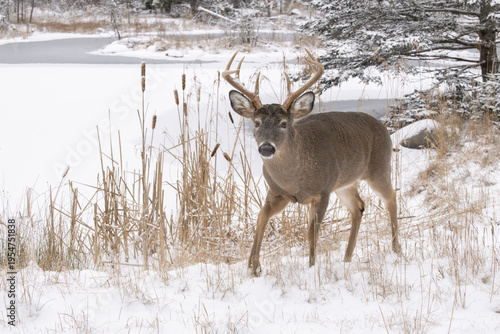 White-tailed deer (Odocoileus virginianus) buck walking in snow, Acadia National Park, Maine, USA. December. 