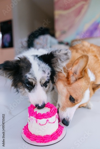 Two corgi dogs eating birthday cake together on floor indoors