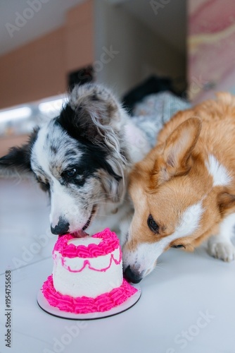 Two corgi dogs eating birthday cake together on floor indoors