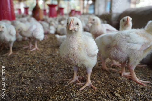 Broiler Chicks in Poultry Barn