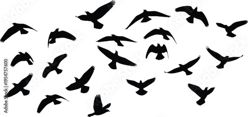 Flock of flying birds silhouette set, soaring pigeons and crows, bird migration group, wild animals in flight, wings spread, vector.