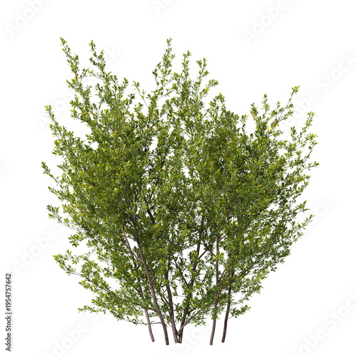 Obraz na płótnie Bush isolated on transparent background