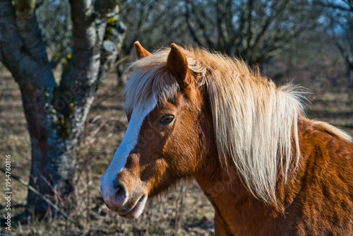 Tablou pe pânză A view of a beautiful horse's head