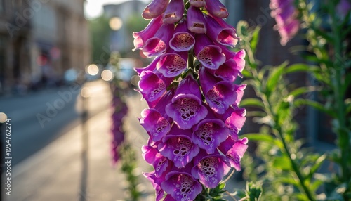 Close-up of a vibrant purple foxglove flower in bloom, with a blurred urban background.
