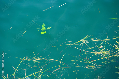 Canvas Print Murky green water with floating grass in canal like basin close view