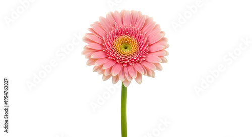 A pink gerbera daisy flower with green stem on transparent background