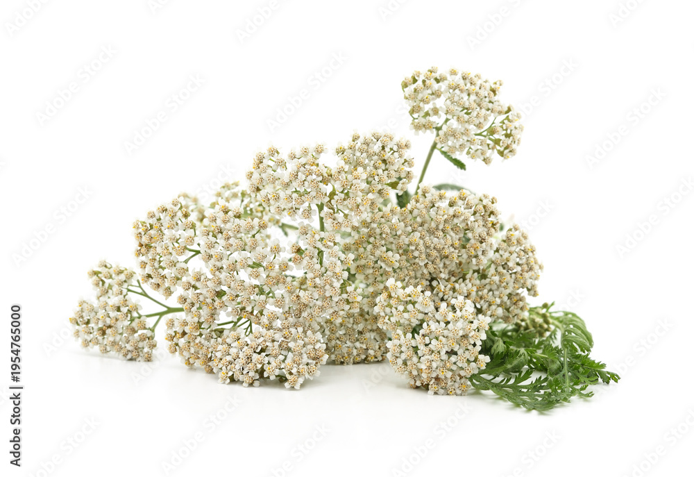 Obraz premium White yarrow flowers with green leaves isolated on white background.