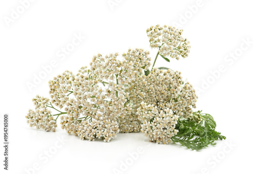 White yarrow flowers with green leaves isolated on white background.