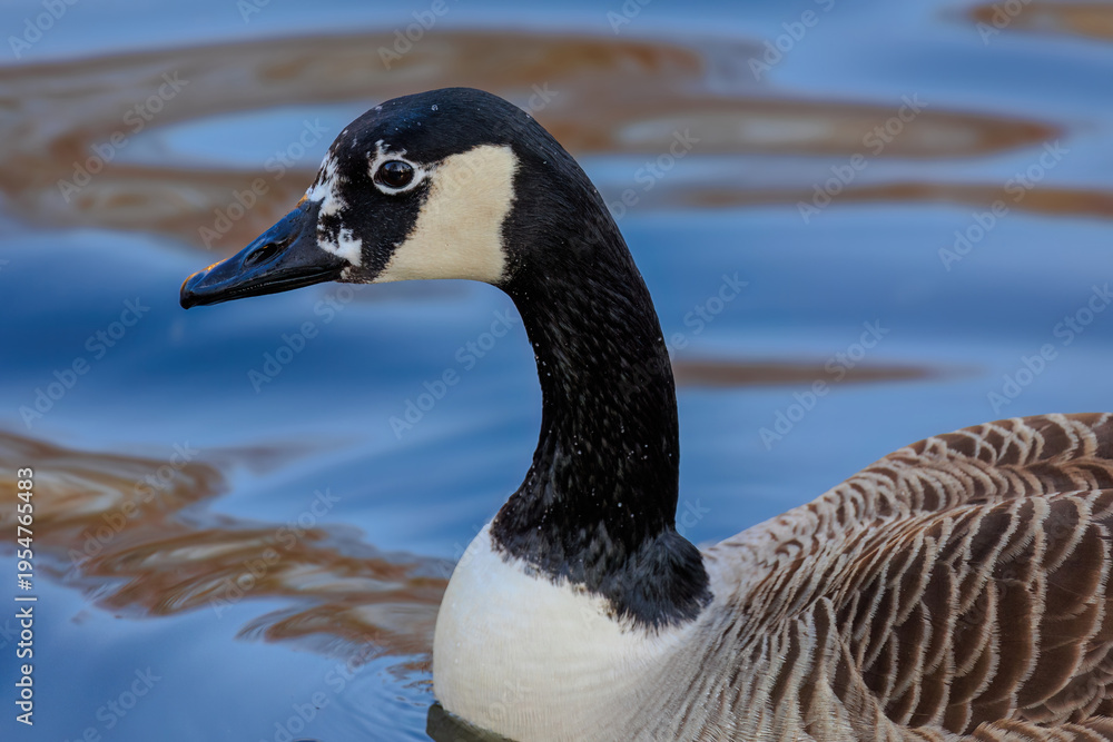 Fototapeta premium Grey wild goose, cute Water Birds Geese