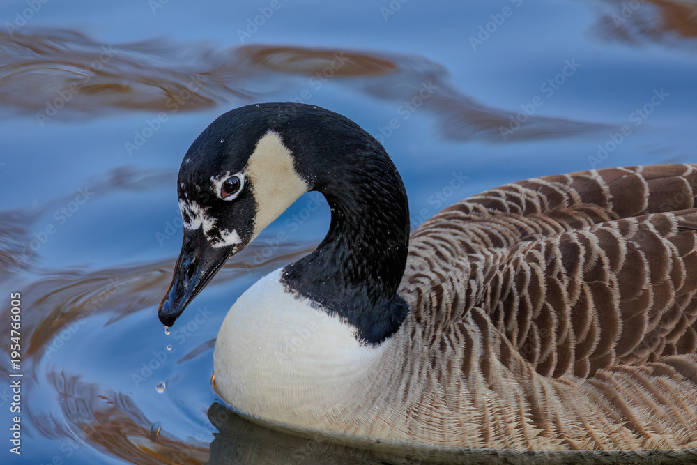 Fototapeta premium Grey wild goose, cute Water Birds Geese