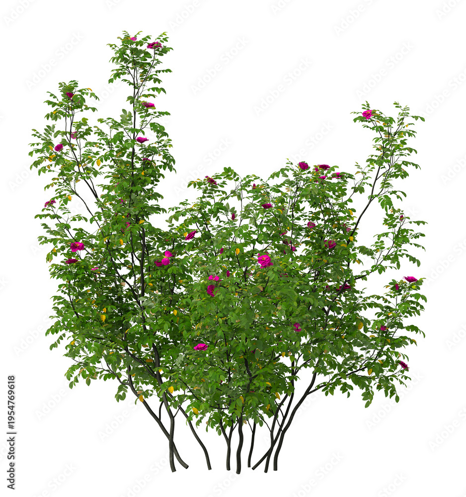 Fototapeta premium Red flowering bush isolated on transparent background. Flowering shrub isolated on transparent background. red flower bush shrub isolated on white background. Flowering bush PNG.