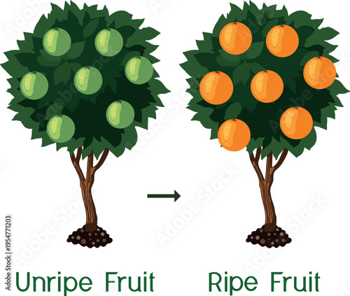 Orange tree ripening process vector illustration, unripe green and ripe orange fruits comparison