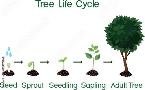 Tree life cycle vector illustration showing stages of growth from seed to adult tree