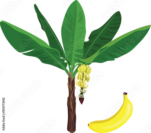 Banana tree with ripe fruit bunch and single yellow banana vector illustration