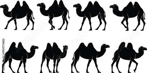 Bactrian Camel Silhouette Set with Two Humped Desert Animal Profiles in Various Walking Poses Isolated on White Background Vector Illustration