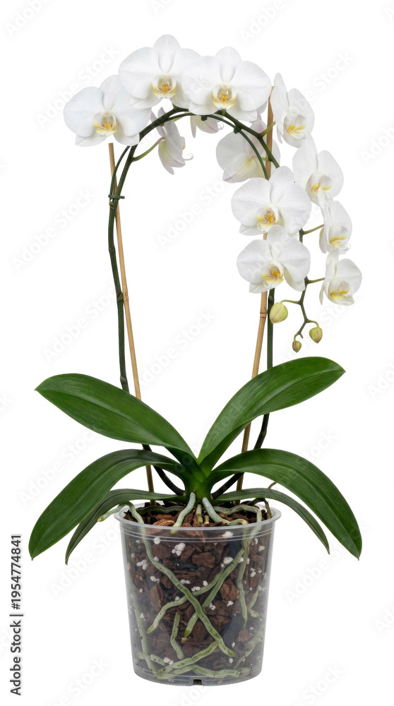 Obraz premium White orchid plant in clear pot isolated on white background