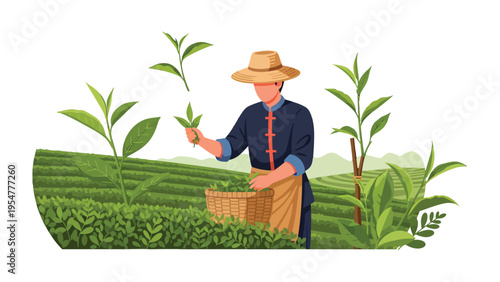 Tea Plantation Harvest: A dedicated tea farmer meticulously gathers fresh tea leaves, showcasing the traditional essence of the tea cultivation process in a vibrant scene.