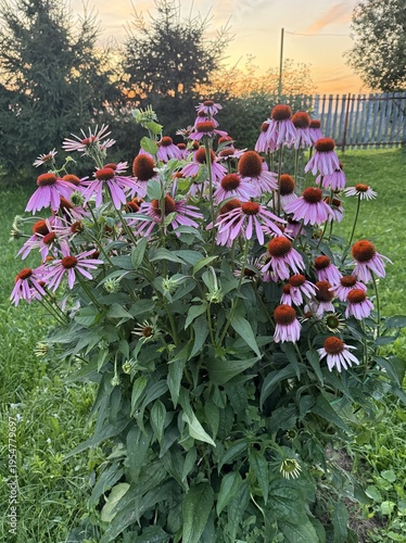 Purple Coneflowers Blooming In Backyard Garden During Golden Hour, Soft Sunlight Bathing Petals And Cones, Rustic Wooden Fence