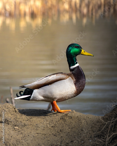 Foto Male mallard duck standing on muddy bank near calm water, showcasing iridescent green head and vibrant plumage