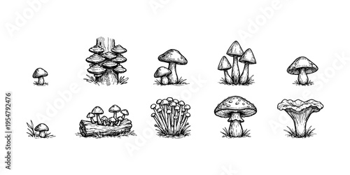 Collection of hand-drawn mushroom illustrations in a vintage sketch style