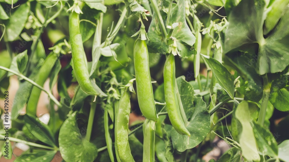 Fototapeta premium Fresh growing green peas in a garden