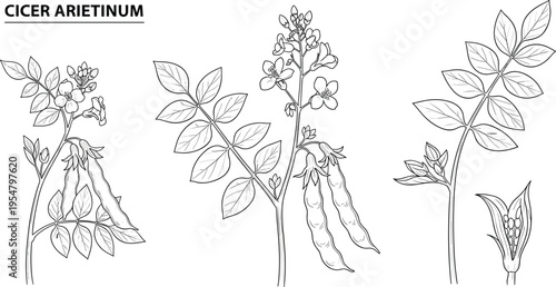 Cicer arietinum botanical illustration with chickpea plant leaves flowers and pods vintage line art