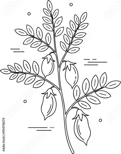 Minimal chickpea plant illustration with pods and leaves simple botanical line art vector