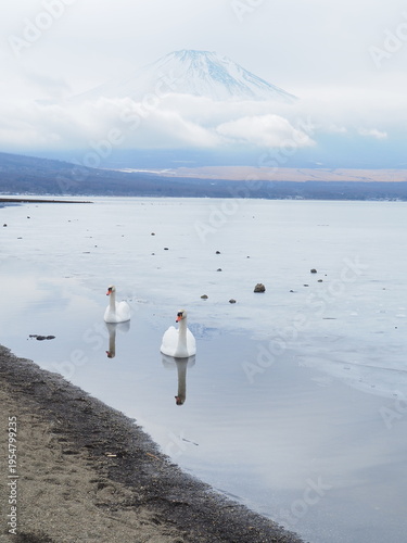 富士山と白鳥　山中湖にて