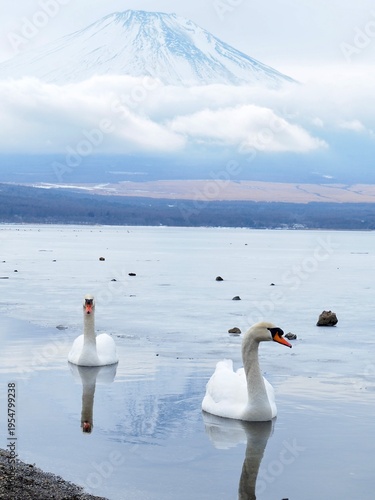 富士山と白鳥　山中湖にて