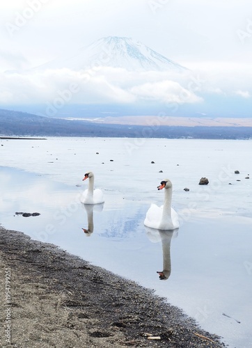 富士山と白鳥　山中湖にて