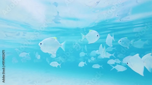 Wide Shot of Batfish School Swimming in Shimmering Turquoise Sea in Hikkaduwa. A wide-angle view of a silver fish school moving through the upper layers of a clear tropical ocean.