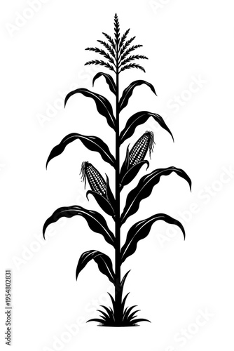 Black silhouette vector of a corn plant (maize) with stalk, leaves, tassel, and two ears. Symbolizes agriculture, farming, harvest, food production, natural growth, abundance, sustainability, and stap