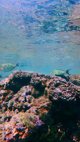 Colorful Coral Reef with Tropical Fish and Bright Sunlight Rays in Hikkaduwa Sri Lanka. Vertical view of a vibrant coral reef teeming with life under the ocean surface.