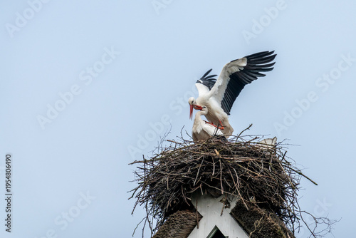 Storchenpaar im Horst bei der Paarung im Frühling vor blauem Himmel