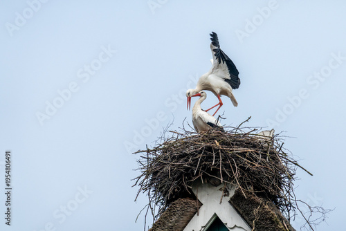 Storchenpaar im Horst bei der Paarung im Frühling vor blauem Himmel