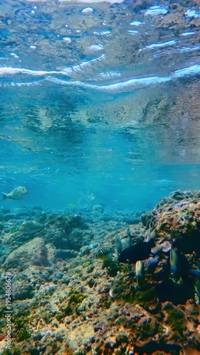 Tropical Coral Reef Ecosystem with Striped Sergeant Major Fish in Hikkaduwa. Vertical composition showing a rocky coral reef inhabited by striped sergeant major fish and other tropical species.