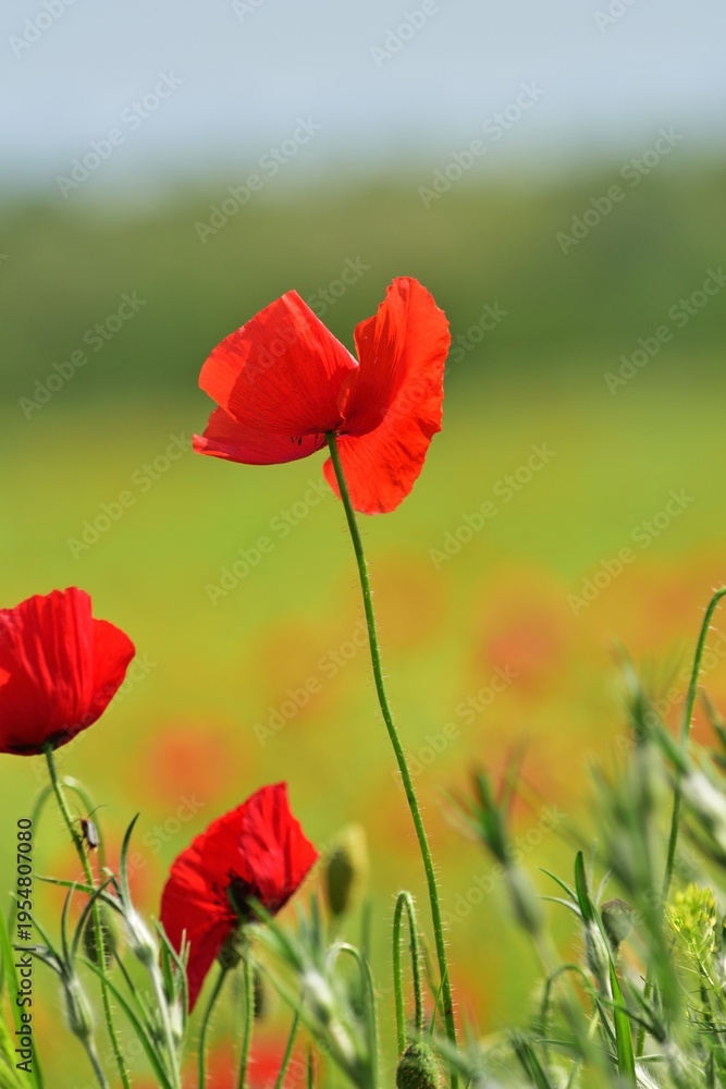 Fototapeta premium Klatschmohn (Papaver rhoeas), vertikal
