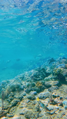 Vertical Underwater shot of a Deep Coral Reef Wall and Marine Life in Hikkaduwa. A vertical perspective looking down a sloping coral reef wall into the deep blue ocean.