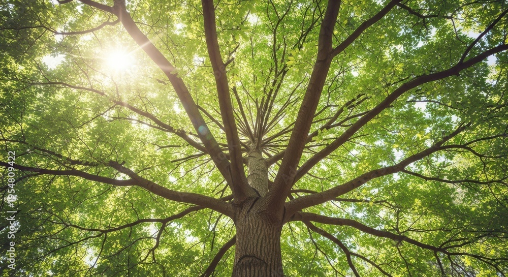 Obraz premium Low angle view of a large tree with green leaves and sun shining through branches in a forest