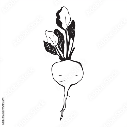 Whimsy Beet Root Vegetable with Leave