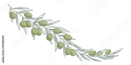 Green olive branch with leaves.