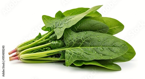 A bunch of fresh spinach leaves with water droplets on a white background