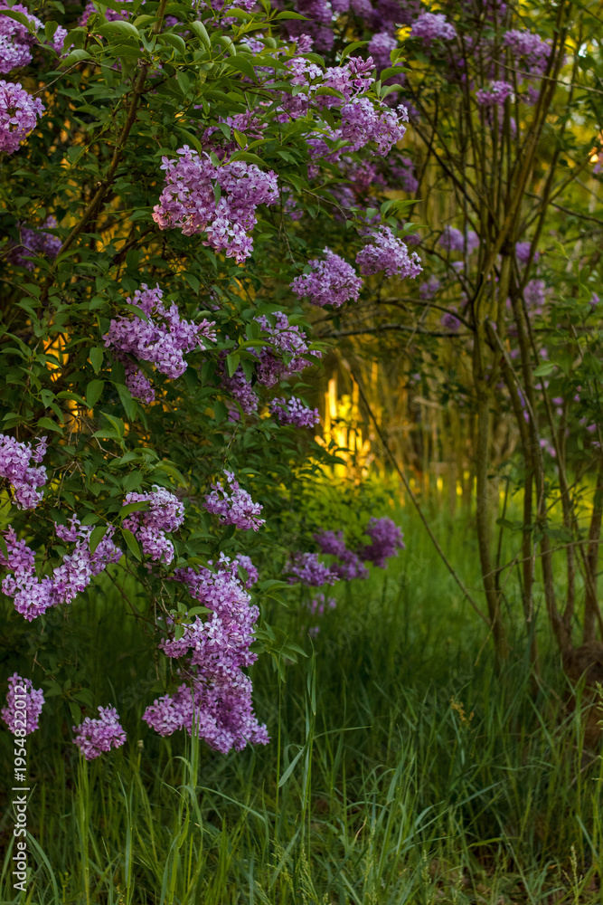 Naklejka premium Natural lilac flowers growing in park landscape