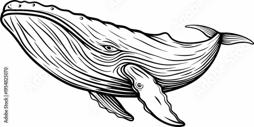 Humpback Whale Line Art Drawing – Realistic Marine Animal Vector Illustration