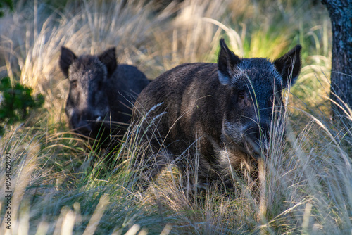 Wild boar in Pampas grass environment, La Pampa province, Patagonia, Argentina.