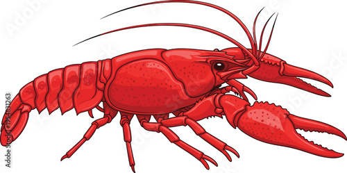 Detailed red lobster illustration with claws, segmented body, legs, and antennae, marine life artwork suitable for biology, seafood culinary design, or educational stock use