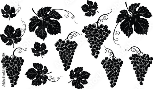 Black, grape, bunches, with, green, leaves, vector, set, isolated, on, white, background, for, winery, vineyard, wine, label, organic, fruit, design