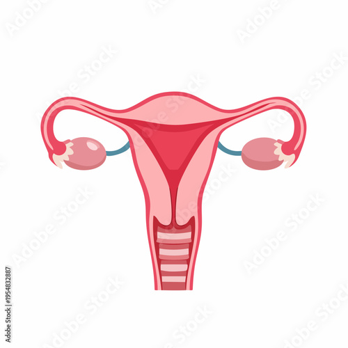 Illustration of a stylized female reproductive system, uterus, and ovaries.